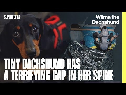 Hope for Tiny Miniature Dachshund with Invisible Problem | Supervet ER