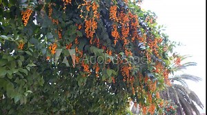 Duranta erecta is a species of flowering shrub in verbena family Verbenaceae, native from Mexico to South America and Caribbean. Common names include golden dewdrop, pigeon berry, and skyflower.