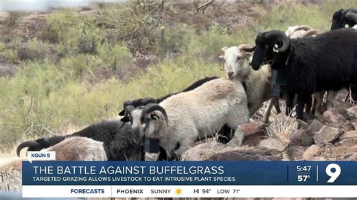 Can sheep help control invasive buffelgrass?