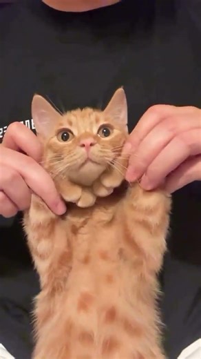 🐱: ini babu rese banget ‼️🔥 #cat #kucingbelangtiga #shorts