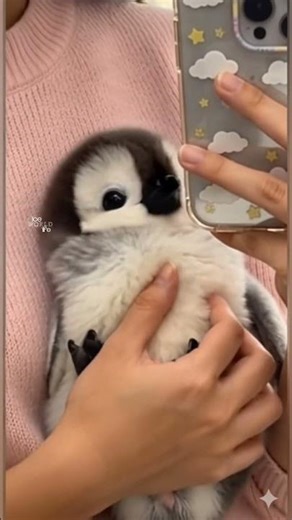 Smiling Cute Penguin Will Melt Your Heart✨💖