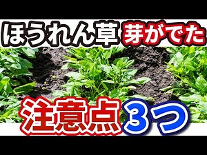 【ほうれん草】芽が出たら絶対にやって欲しい3つの作業【綺麗で大きく育ちます】