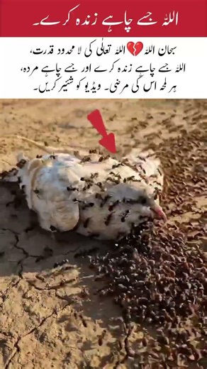 The Infinite Power of Allah Almighty".#islamicvideo #trendingshorts #topnews #creator #duet