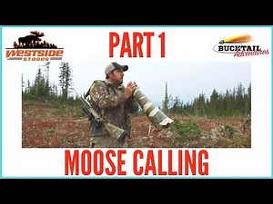 MOOSE CALLING (ANY BULL MOOSE) - PART 1 : 2018