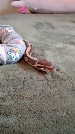 she's backkk #cuteanimal #ballpython #reptiles #cute #python #snake