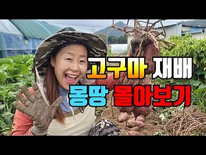 A comprehensive guide to sweet potato cultivation, from how to suppress sweet potato leaf growth ...