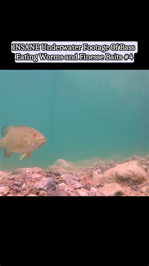 INSANE Underwater Footage Of Bass Eating Worms and Finesse Baits - Part 4 #fishing #tips #rig