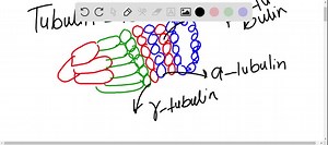 SOLVED:A typical time course of polymerization of purified tubulin to form microtubules is shown in Figure 017-19 A. Explain the different parts of the curve (labeled A, B, and C ). Draw a diagram that shows the behavior of tubulin molecules in each of the three phases. B. How would the curve in the figure change if centrosomes were added at the outset?