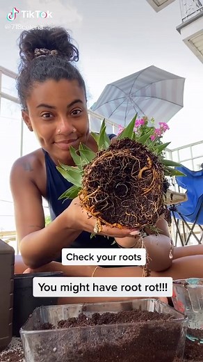 Identifying and Treating Root Rot in Plants - A Complete Guide