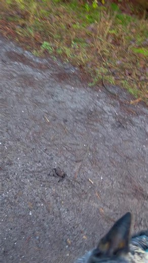 Exploring the Life of Blue Heelers in the Forest