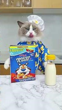 Hilarious Cat Cooking Moments You Can’t Miss! 🍳🐾