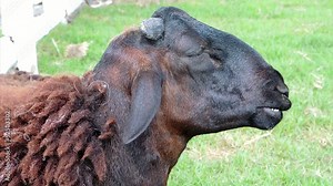 black sheep chewing in the farm