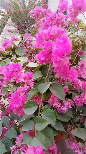 The Secret Life of Pink Flowers
