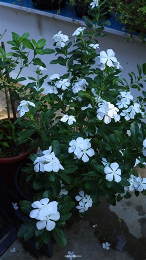 10K views · 441 reactions | Periwinkle flowers | My Beautiful Garden | Facebook