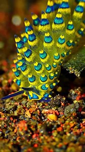 Meet the adorable Leaf Sheep 🐑🌿—tiny sea slugs with a superpower! 💚✨ These little cuties found in the Indo-Pacific can photosynthesize like plants by stealing chloroplasts from the algae they eat. Nature is wild! Have you ever seen one while diving? 🎥 IG 'moodhumeehaa' | PADI