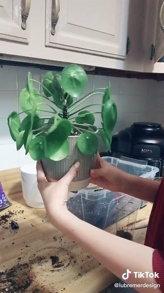 Correct Pronunciation of Pilea, Peperomia, and Jade Plant
