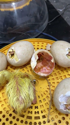 Winner ! First geese hatching perfectly