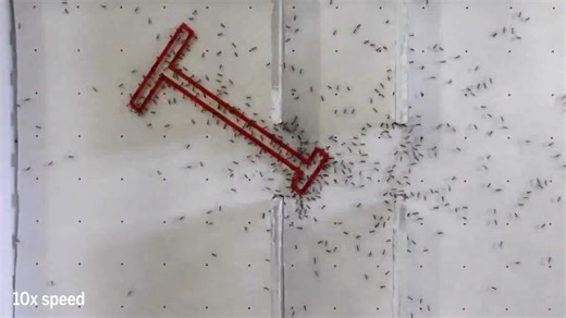 19K views · 178 reactions | A new study finds ants best humans at tests of collective intelligence. Learn more: https://scim.ag/49XdR2M | News from Science | Facebook