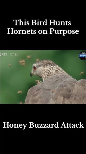 Fearless Honey Buzzard Attacks a Hornet Nest | Nature’s Smartest Hunter #shortshewan #sisilain