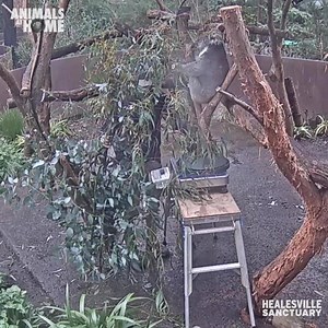 589K views · 3.4K reactions | Looking for a new work colleague to keep you company at home? Welcome Tony the Koala to the live streaming team! We’ve set up a permanent livestream camera at Healesville Sanctuary featuring lots of sleeping and snacking and the occasional voluntary health check! Be warned, Tony is the type of colleague who WILL distract you. Watch Tony live: https://bit.ly/2WQ32uU | Zoos Victoria | Facebook