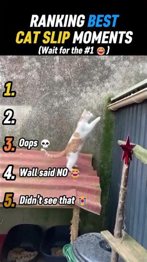 Ranking Best Cat Slip Moments 😂 | Funniest Cat Fails Compilation 🐱💀 #shorts #funny