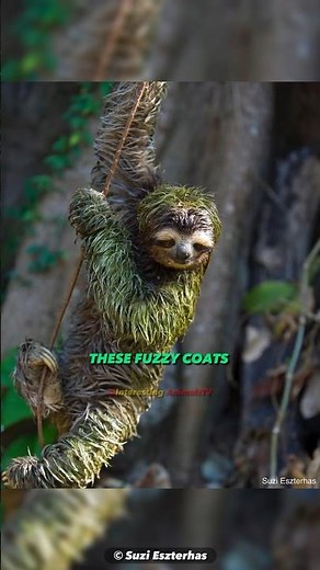 Sloths and Algae: A Lazy Symbiotic Relationship