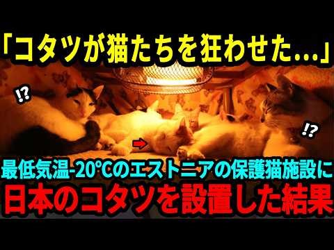 【海外の反応】「こたつが猫たちを狂わせた」最低気温 20℃エストニアの保護猫施設に留学生の日本人がこたつを設置した結果
