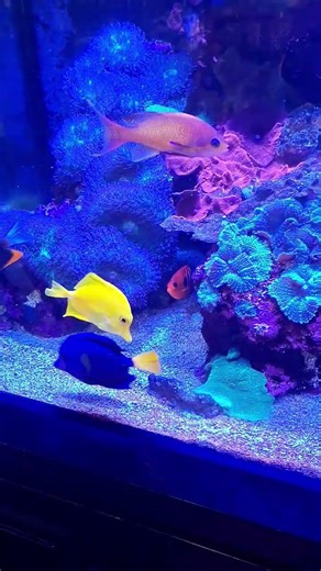 Fish Tanks Are Satisfying 😍 Here's why 👍