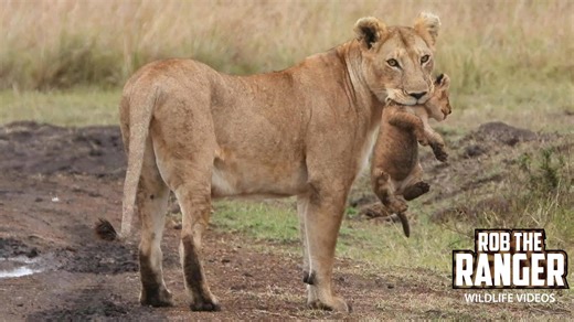 Lioness carefully moves her cubs across dangerous terrain