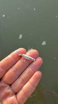 MICRO bait…MACRO fish😱🎣 #fishingbiodiversity # #fishing