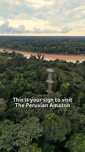 The Peruvian Amazon is calling you! A place where every sunrise awakens a world of colors, sounds, and life. Exploring the Amazon Rainforest is more than a journey; it is about connecting with the essence of nature, discovering its magic, and becoming part of its protection through ecotourism. Only by experiencing the Peruvian Amazon can we preserve this paradise for future generations. 📍Posada Amazonas, Tambopata - Peru 🇵🇪 ¡La Amazonía peruana te está llamando! Un lugar donde cada amanecer d