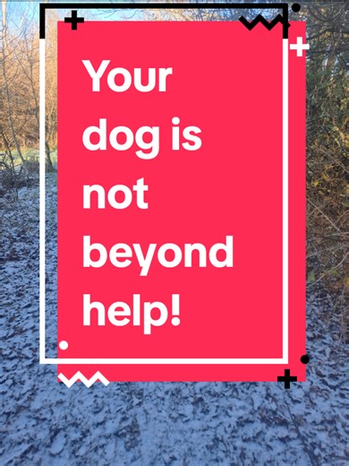 Transforming Your Cockerpoo: Training Tips for Success