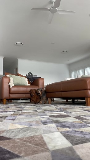 High Protein Whole Prey Diet Pet Food for Better Pet Nutrition