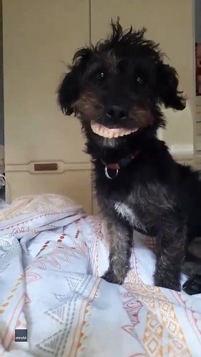 36K views · 592 reactions | DENTURE DOG: This is sure to make you smile. Video shows Milo, the dog, proudly displaying the false teeth that don’t quite fit in his mouth. His owner is heard laughing hysterically in the background. 藍 STORY: https://bit.ly/2VqG39b | FOX 35 Orlando | Facebook