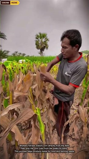 Efficient Corn Harvesting Process for Collecting Fresh Maize in Agricultural Fields