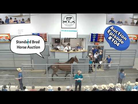 Standard Bred Horse Auction On 03/20/2026