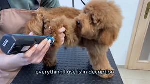 Poodle puppy falls asleep while getting haircut