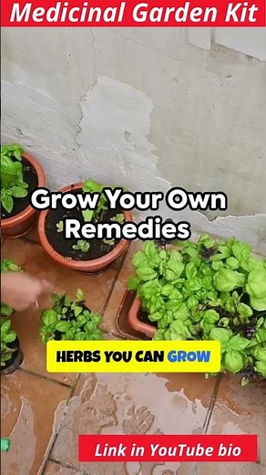 Best Herbs for Natural Healing You Can Grow at Home #medicinalplants #herbalremedies #naturalhealth