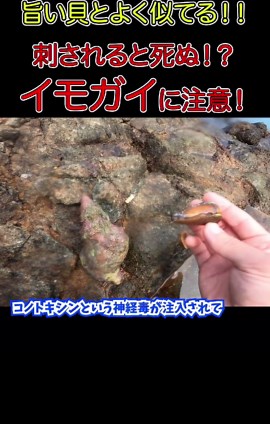 イモガイとマガキガイの見分け方：海辺で知っておきたい特徴と注意点