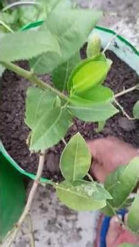Planting Lime & Gondhoraj Lemon Trees 🍋 Unedited Garden Video #gardening #citrus