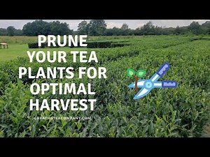 In depth guide on how to prune a tea plant for optimal harvest.