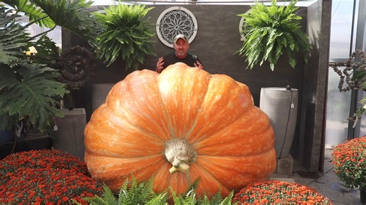 Don't miss our Giant Pumpkin Weigh Off and Giant Pumpkin Drop this Saturday!! We start weighing pumpkins around 10 am and will go to around 3pm. The Giant Pumpkin Drop will be at 1pm sharp. We recommend getting here by at least noon to get parked and find a good spot to watch the drop. There is an admission fee to watch the weigh off but there is no fee if you just want to watch the drop and go to our pumpkin patch. | Bauman's Farm and Garden