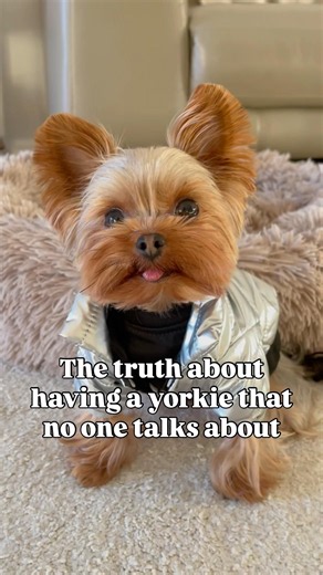 You Can Never Say NO To A Yorkie 🐶😂 #shorts #dogshorts #yorkie