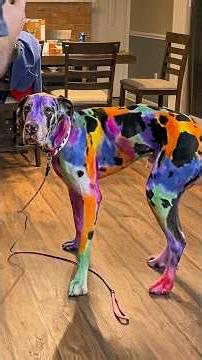 He’s The Most Noticeable Dog Ever 😂