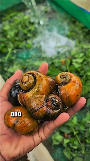 Apple Snails Turn Leaves into Liquid Gold! 🐌🌱