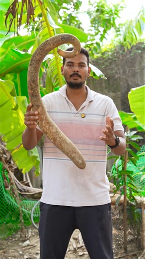 ఇంతకుముందు ఎండిపోయిన దబరా సొరకాయలో నీళ్లు తాగాను || ఇప్పుడు పొట్లకాయ లాంటి సొరకాయ #viral #trending