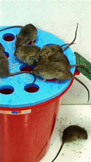 Simple but deadly effective mouse trap cage #mousetrap #mouse #diy 2