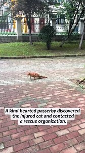 This cat encountered a group of kind people in the final moments of its life#cat #rescue #wildliferescue