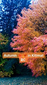 3.4K views · 39 reactions | Autumn  in Kitimat. #kitimat #autumnvibes #autumn #autumncolors #BritishColumbia | Northern BC BUZZ | Facebook