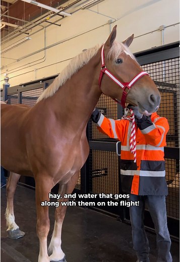 Understanding the Weight of Draft Horses